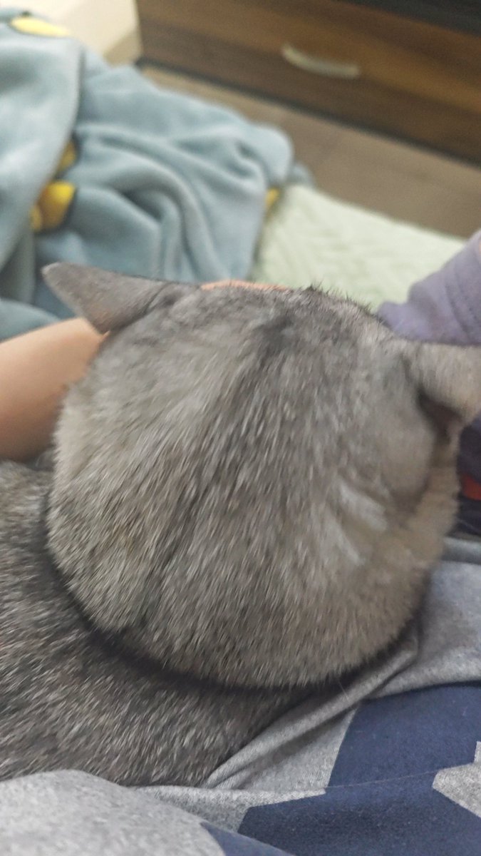 看这个肥嘟嘟的大脑瓜子