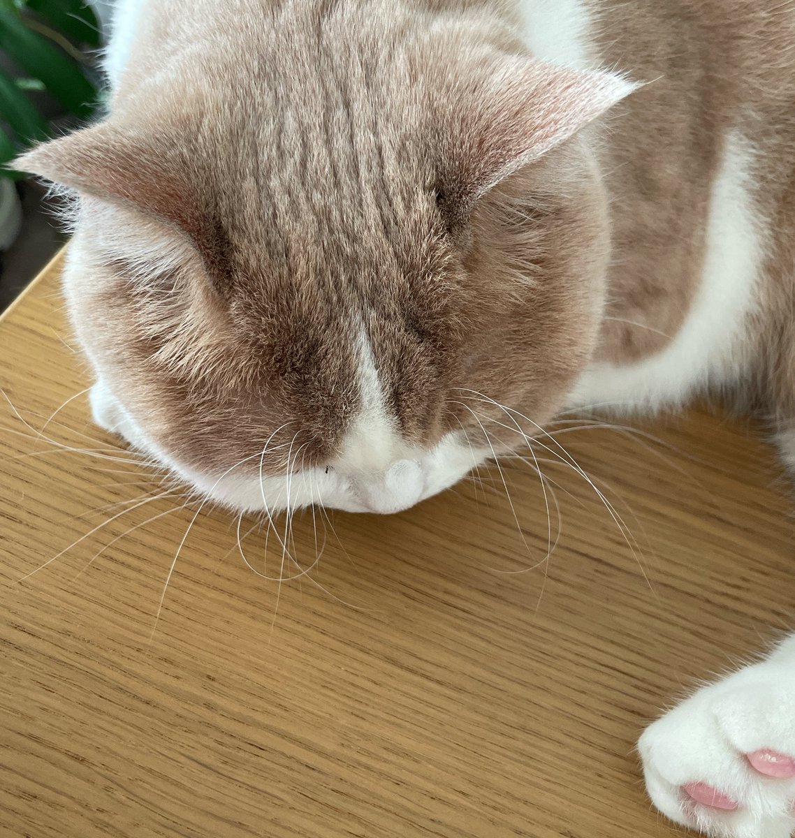 愛猫ーーーーーーーー！お髭がくるんとして、クワガタみたい。かわいいーーーー！