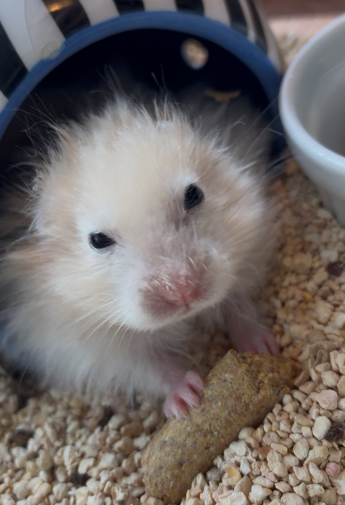 ハムスターカフェ mogumogu (@MOGUMOGUCAFE3) / X