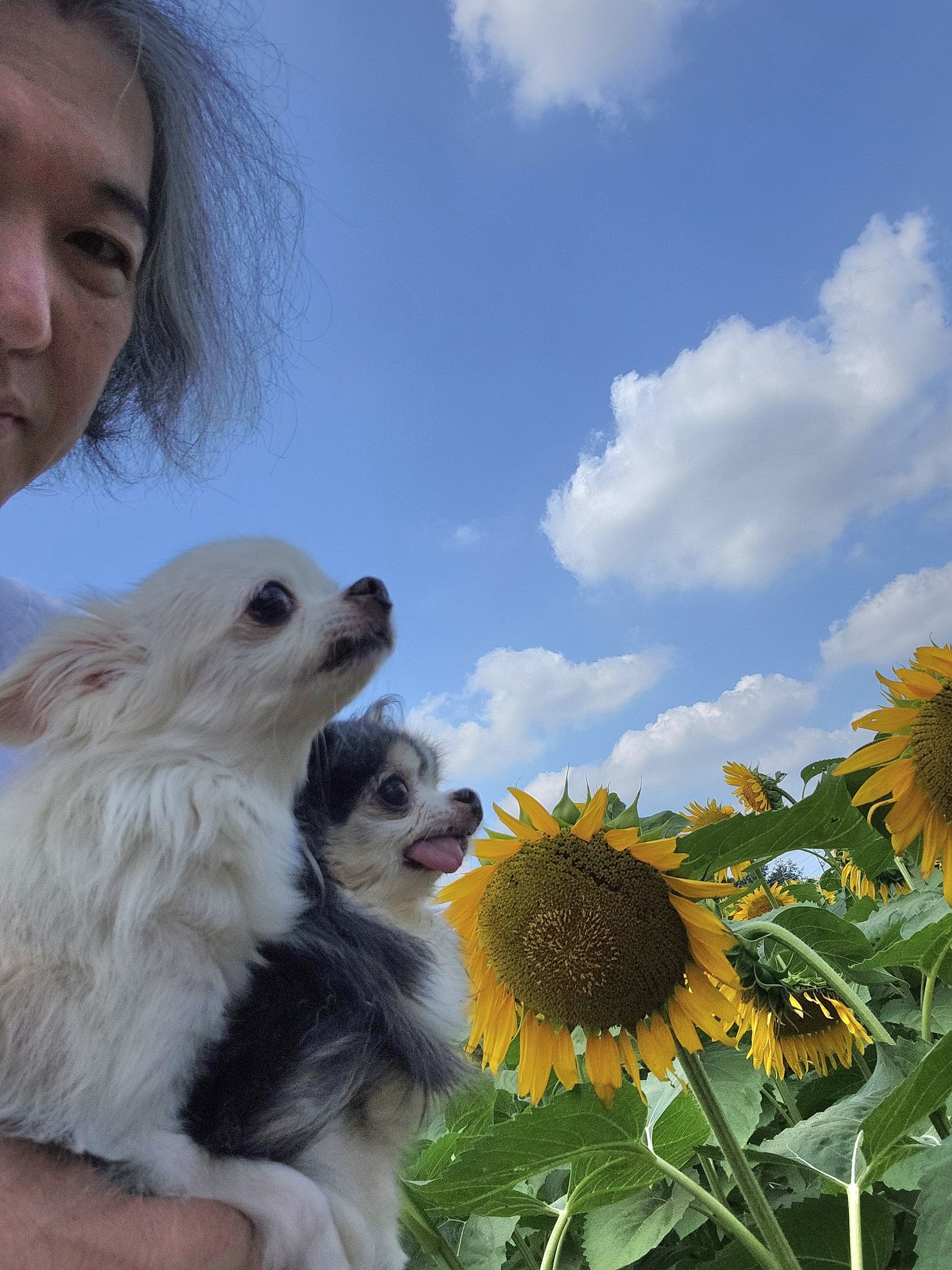 特別価格★【原画】『ディモルフォセカ』（花　植物　犬　チワワ　パピヨン　癒し） 特別価格☆【原画】『ディモルフォセカ』（花植物犬チワワ