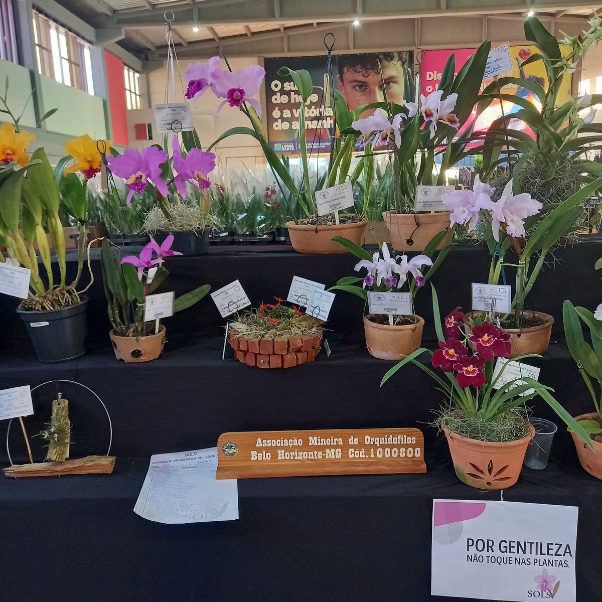 erickalbuqueoff's tweet image. Nossa participação AMO - Associação Mineira de Orquidófilos na Exposição de Lagoa Santa SOLS- Lagoa Santa MG (Soc.Orquid.de L.Sta.). 🌸
#exposição #lagoasanta #sols #AMO #orchids