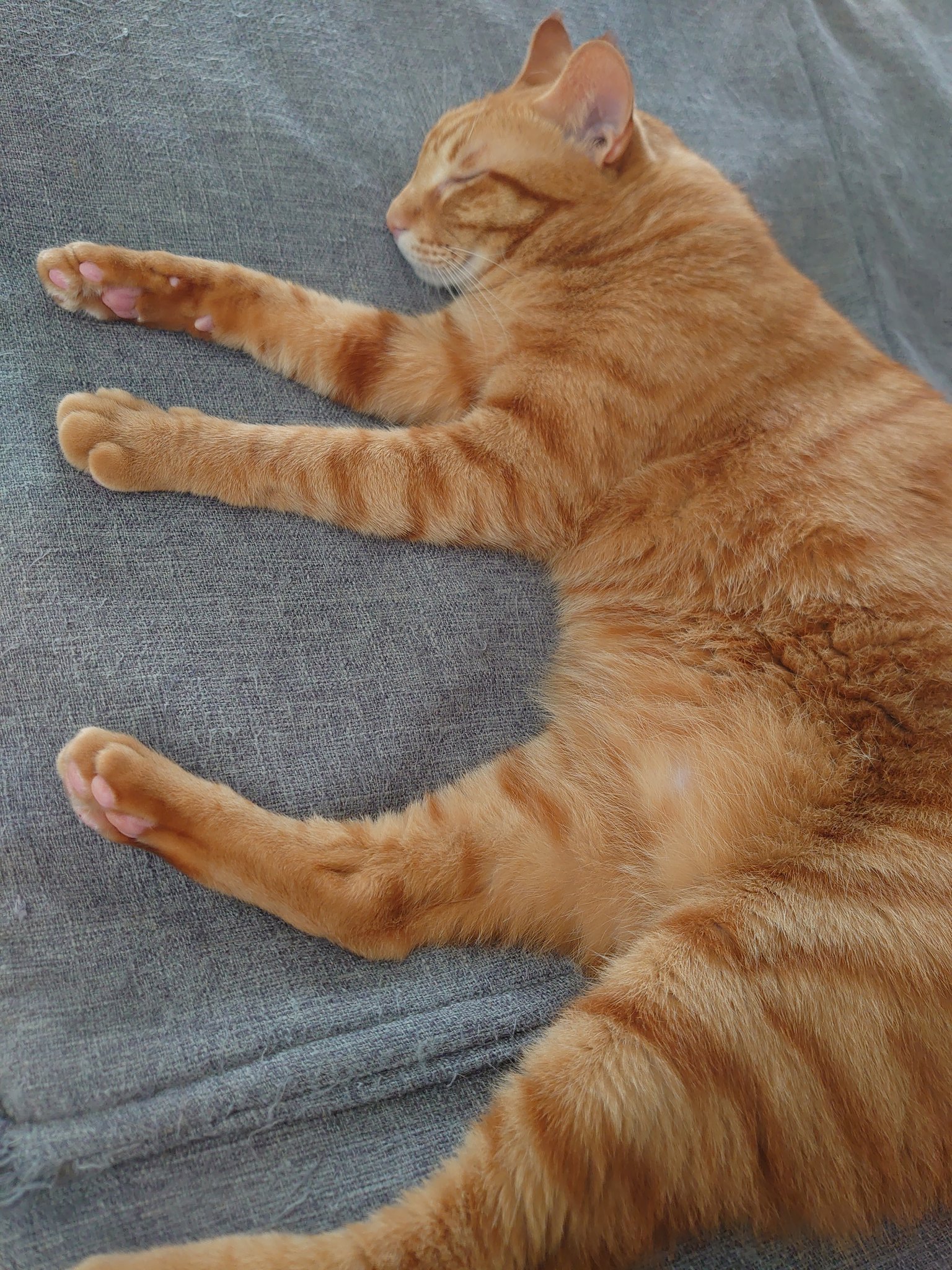 猫のいる暮らし on X: 