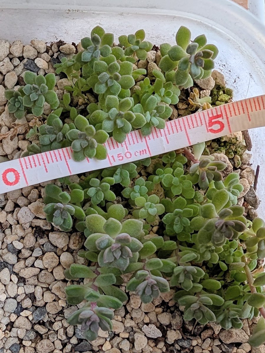 つぶつ部 - Search / X