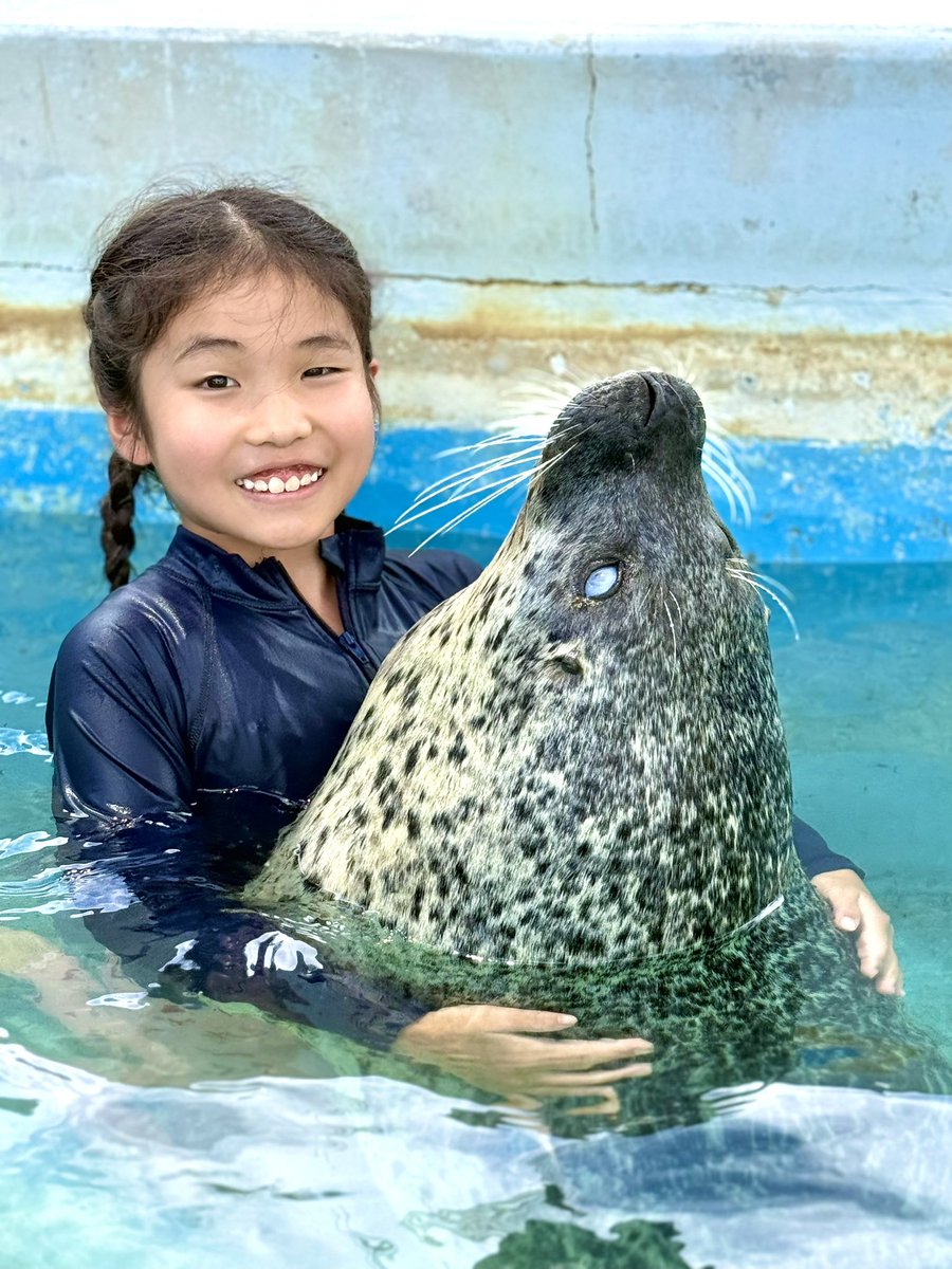残りわずか！！ 好評開催中のイベント、プールの中でアザラシを抱っこ