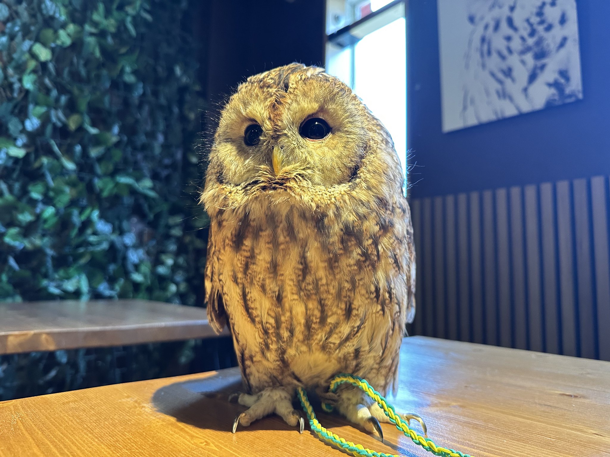 イベ価格特大★縁結び★目標達成幸せのフクロウオルゴナイト 最強金運♪幸運のフクロウ♪オルゴナイトフレーム☆宝くじ♪開運
