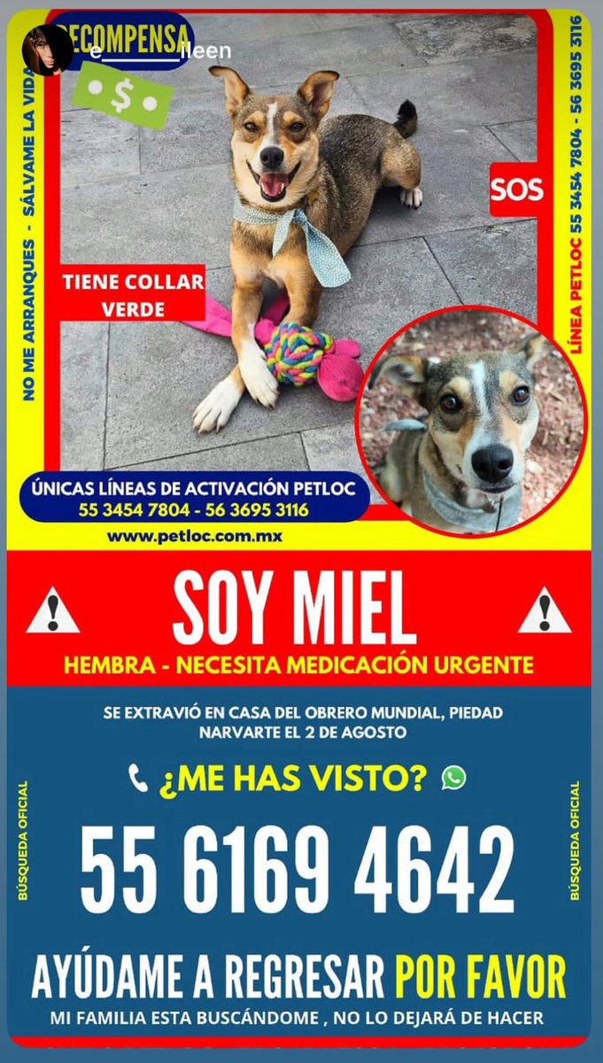 Cyn Spiegel 🍉💜💚 (@plasmakiss) on Twitter photo <a href="/En_Narvarte/">Colonia Narvarte</a> Vecinos, les agradecería mucho si me ayudan a compartir y proporcionar cualquier información 🙏🏼 <a href="/En_Narvarte/">Colonia Narvarte</a> Vecinos, les agradecería mucho si me ayudan a compartir y proporcionar cualquier información 🙏🏼