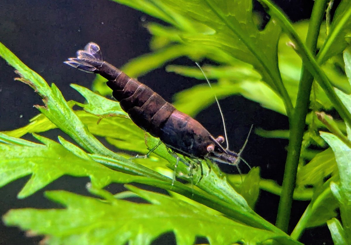 ebinokakato's tweet image. ebinokakatoの長嶋です！

✨本日販売開始！ダークブルーシュリンプ特選個体✨

以前ご紹介した個体がご好評につき、今回はさらに魅力的なタイプをご用意しました。
今回のダークブルーシュリンプは…
🔹黒に近いほどの深いブルー
🔹角度によって背中がオレンジや褐色に輝く幻想的な色彩…