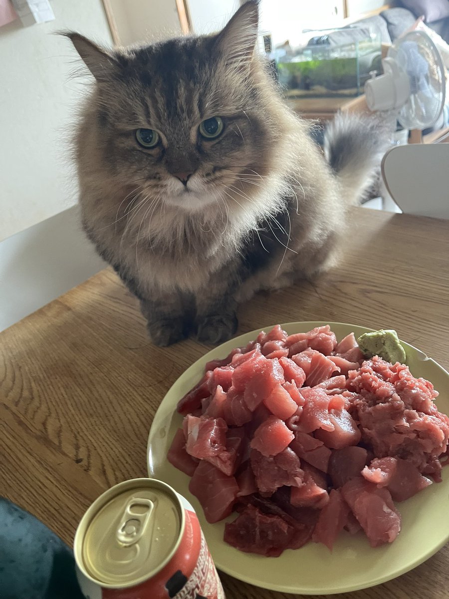 朝ウナ行って、サ飯にお家でマグロ三昧🐟
最高である😆🍺