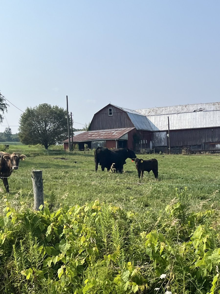 Global Voices tweet media