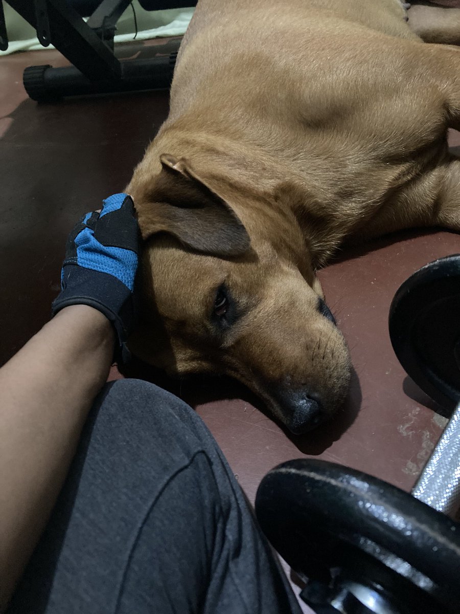 Suki cuddles between sets 

Home workout > gym