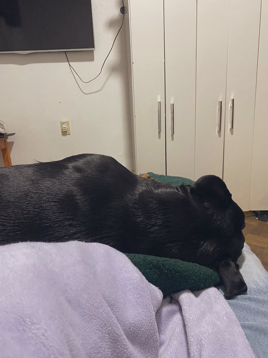 Fiorube's tweet photo. Anoche lloré porque dejaba a mi perrita por 15 días, mi perrita hoy con su tía Guada: https://t.co/6ahR5DYTCD