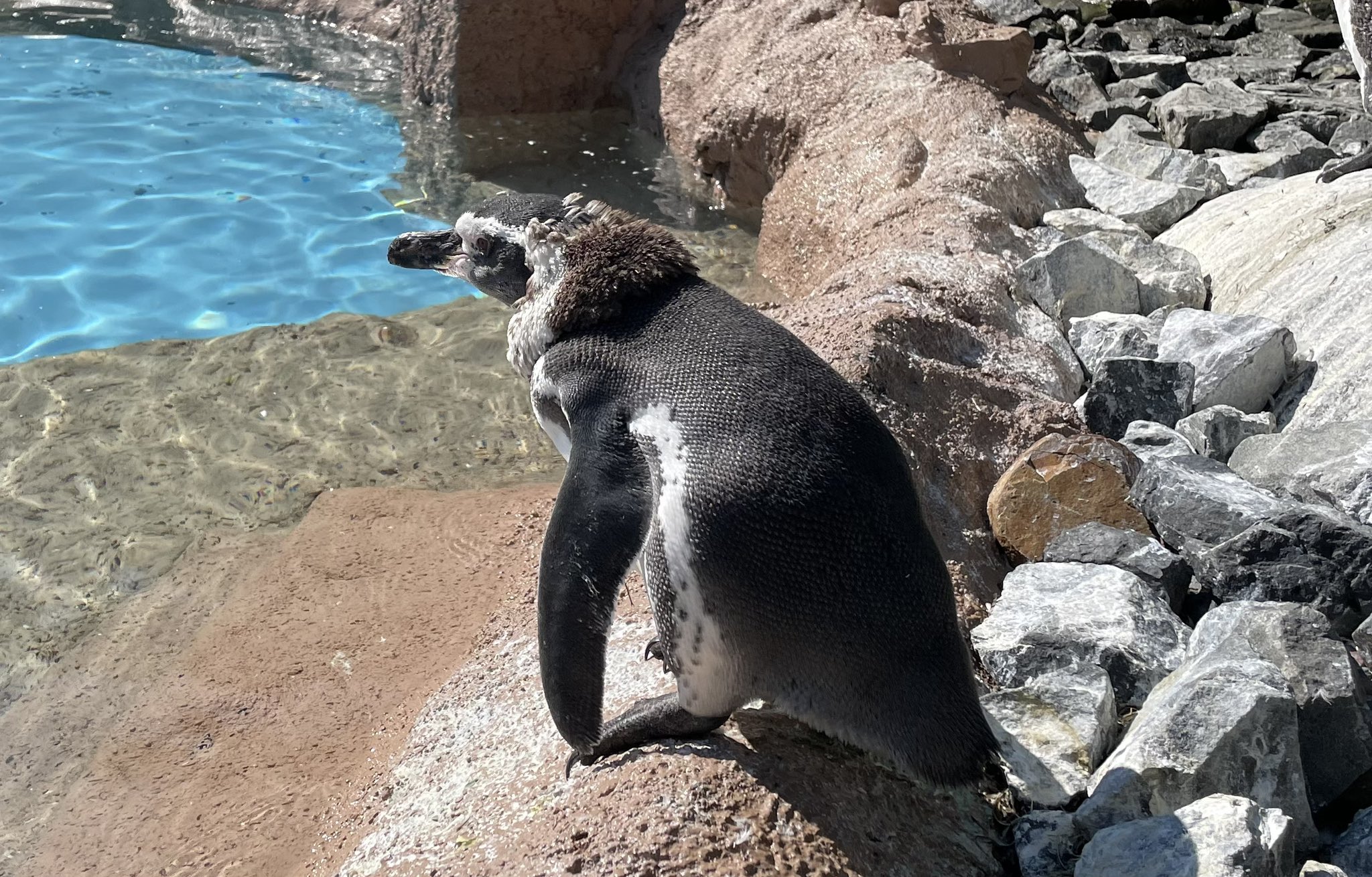 【多分・・本物】動物の〇ちゃんを素材としたプラクルアン。すごい金運＆幸運らしい… SP46 ウツホ(S)｜三英貿易株式会社