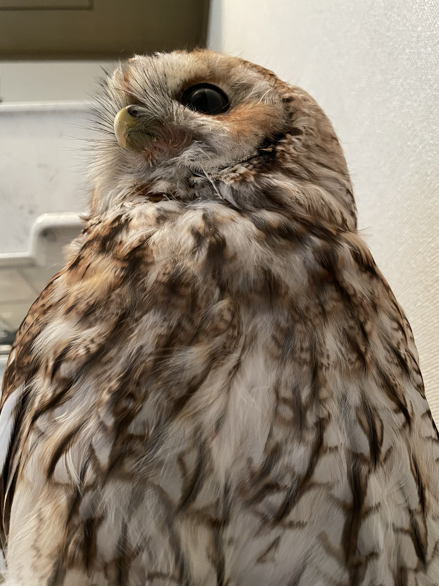 生産終了・希少　WDCC フクロウ 9998453【シャイング】幸福の梟コレクション 鳥専門店 BIRD MORE