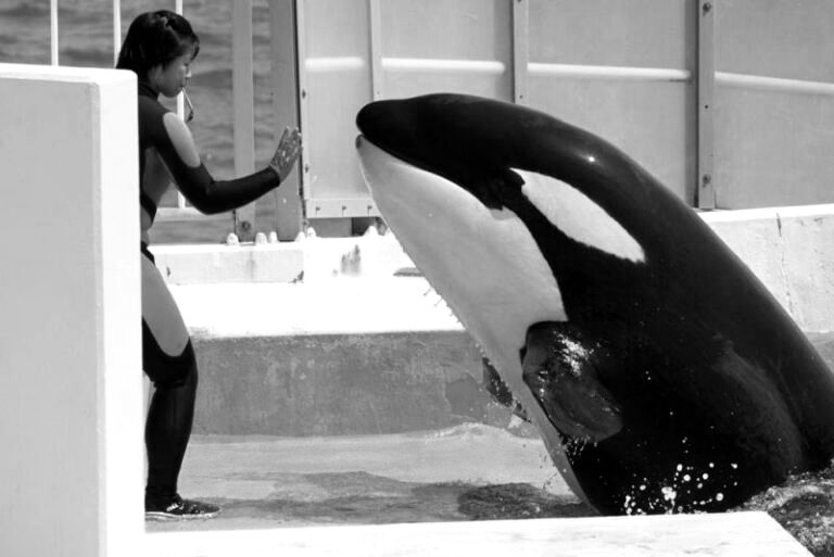 DeathlnVenice's tweet photo. In my eyes, you always were a tiny, cheerful little calf. You loved your trainers with your whole heart, and you adored your best friend Lynn. She misses you like nothing ever before, so do I. We all do.
I will never forget the moment I met you, the moment I got to know you. https://t.co/oDMDnIMapo