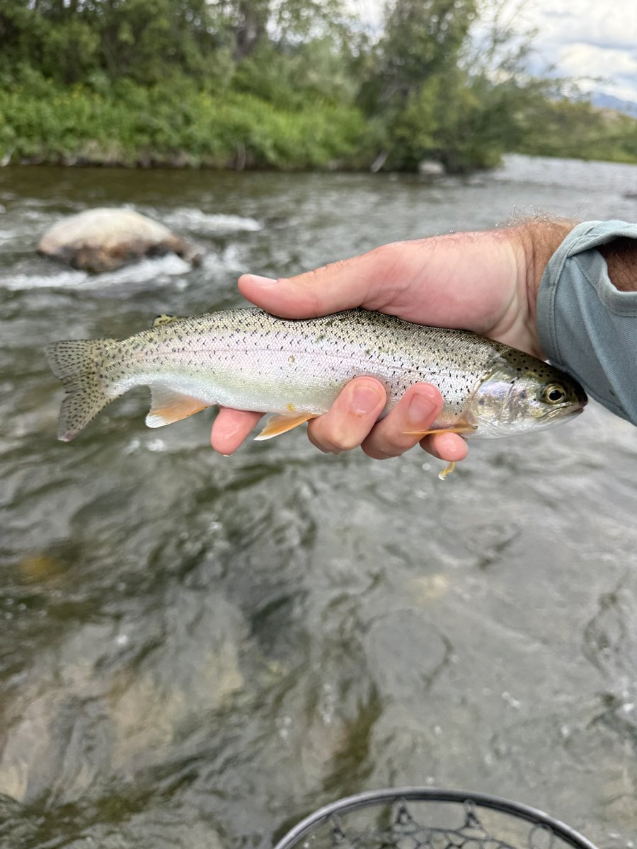 Stew Brees tweet media