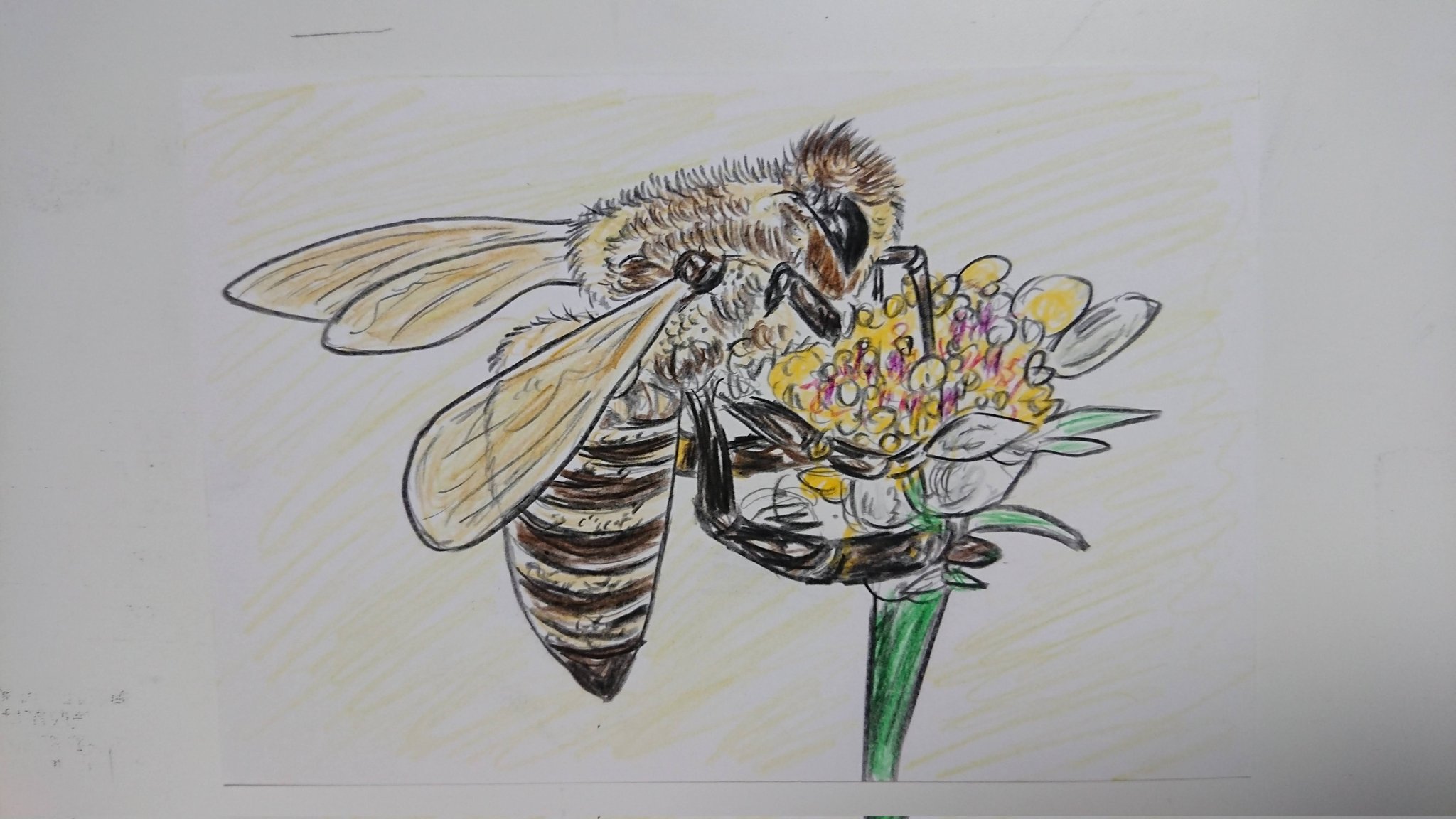 あさみです♪　色鉛筆画(ハガキサイズ)６枚 あさみです♪ 色鉛筆画(ハガキサイズ)6枚 あさみ様専用です