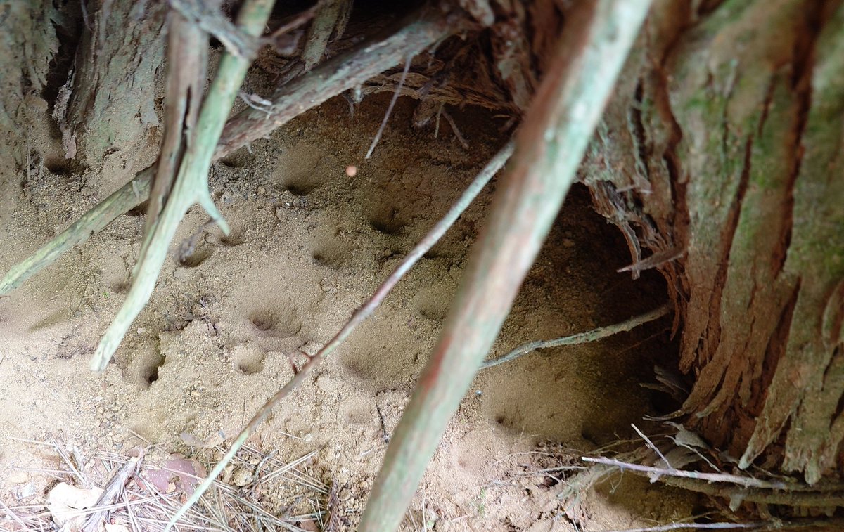木の根元がアリ地獄地獄
アリを絶対に仕留めるという 執念を感じる