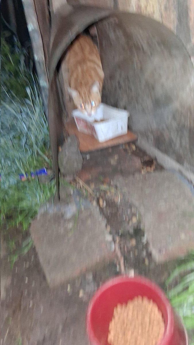 Todos estos gat@s deben ser operados!!
Yo intervine y opere a varios pero llegaron + gatos