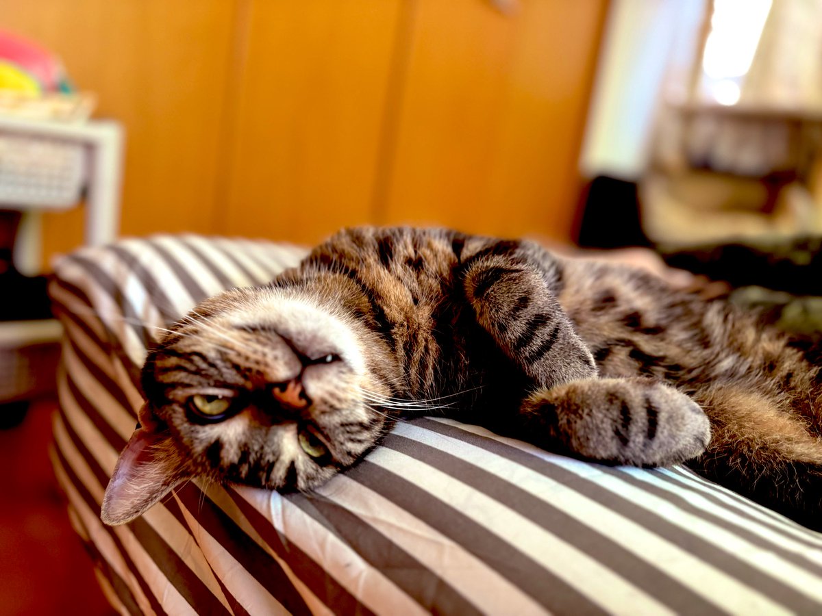 yukige030ms's tweet photo. 猫も溶ける暑さ

 #猫のいる暮らし https://t.co/gnOGnilxVy