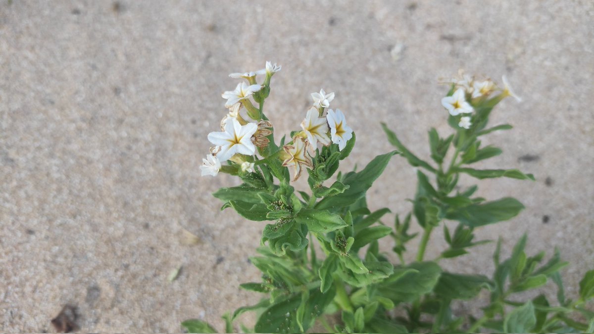 #bythesea for #wildflower_hour
