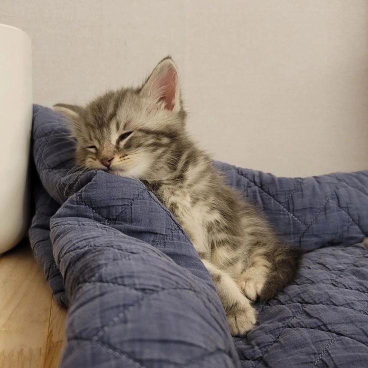 Life with a Cat tweet media