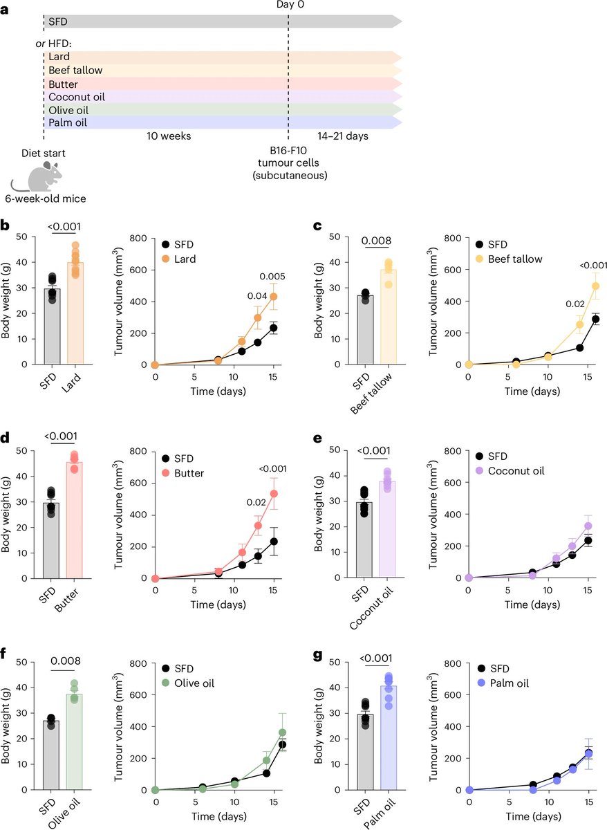 Dr. Fawaz Alzaid (@drfalzaid) on Twitter photo Latest curated papers👇🏽
📷Source of dietary #fat influences anti-#tumour immunity in obese mice
📰#GFP-on mouse model for interrogation of in vivo gene editing
🍯Cell's #sugar coating mapped at below-nanometre resolution
🔗biomed.news/bims-nimamd/20…
🙏🏽Thx <a href="/Bims_BiomedNews/">Bims: Biomed News</a> Latest curated papers👇🏽
📷Source of dietary #fat influences anti-#tumour immunity in obese mice
📰#GFP-on mouse model for interrogation of in vivo gene editing
🍯Cell's #sugar coating mapped at below-nanometre resolution
🔗biomed.news/bims-nimamd/20…
🙏🏽Thx <a href="/Bims_BiomedNews/">Bims: Biomed News</a>