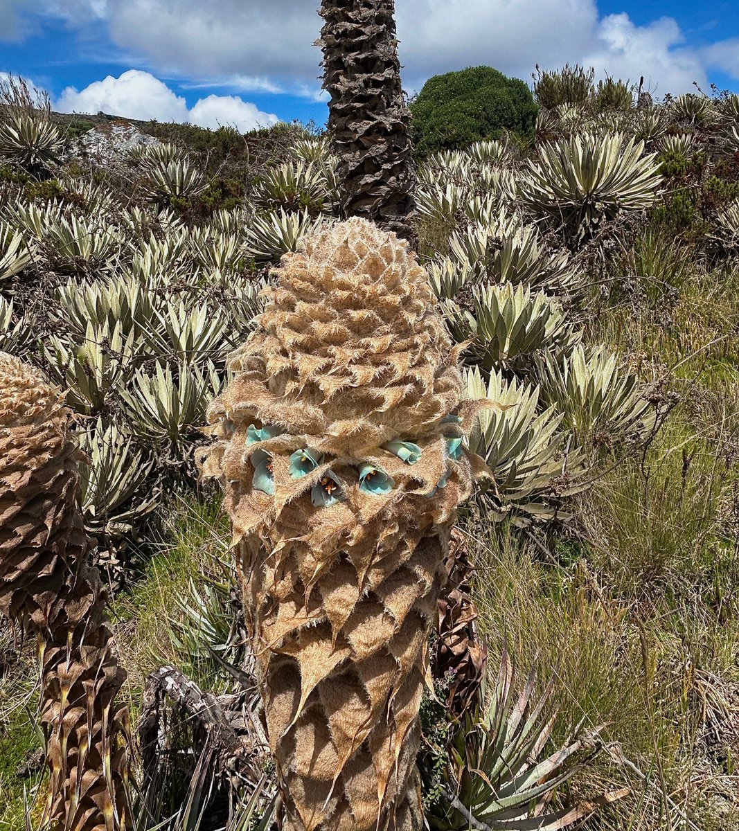 bromeliads #Colombia #NaturePhotography Triana's Tower (Puya trianae) in  flower. Sumapaz National Park, Cundiboyacense Range, Cundinamarca  Department, Colombia. Northwestern Venezuela to western Colombia at high  elevations. Image: ©Exotica Esoterica ..., image size:1067x1200