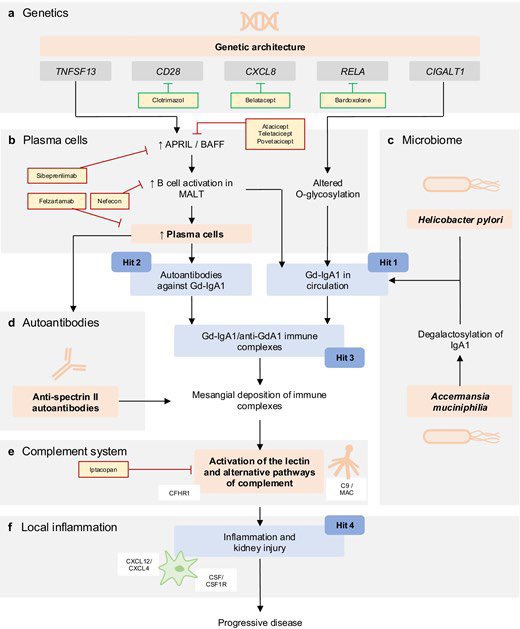 🤔 IgA Nephropathy Pathogenesis

doi.org/10.1093/ckj/sf…

<a href="/CKJsocial/">CKJ</a>