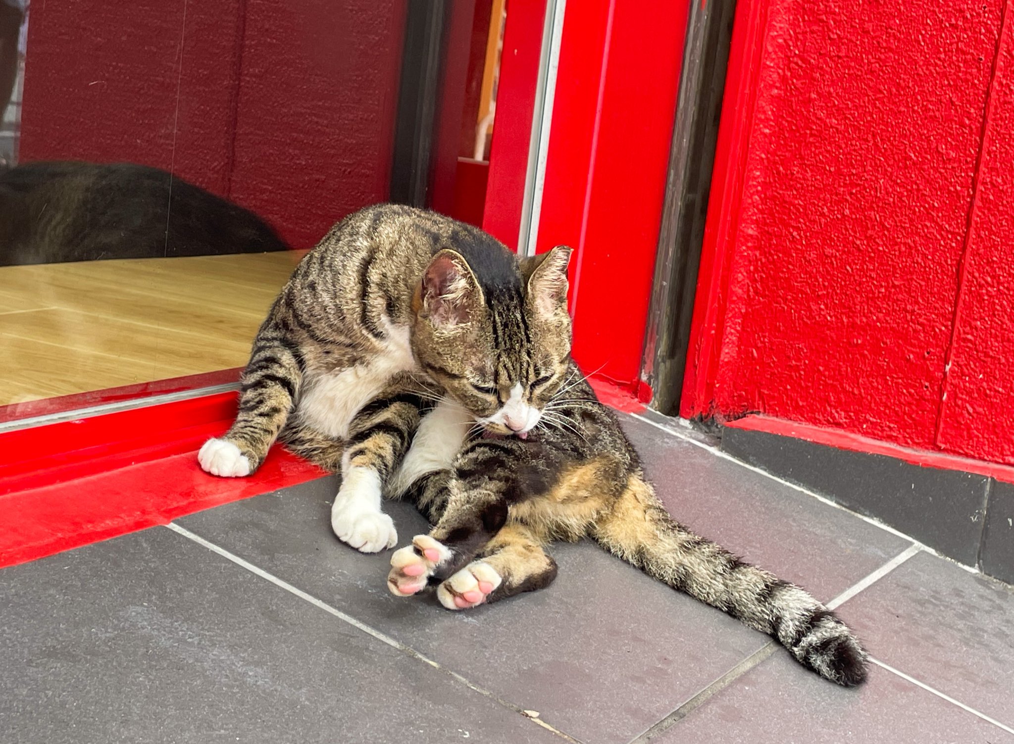 雨*猫様 画像追加しました。さらに値下げ❗️値下げ❗️アンティークミシンです 写真 | 外出後に妻から届いた猫の様子 けなげな姿が心を揺さぶる