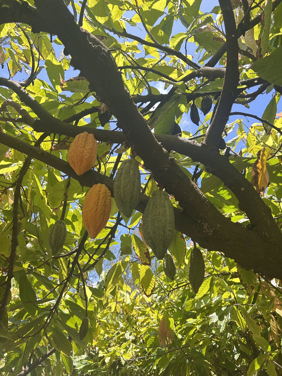 ClinicPlant's tweet photo. Great turnout and incredible time at the Food Production Tour organized by the @APS_PHC committee at #planthealth2025 @plantdisease meeting in #Hawaii. We visited Dole pineapple 🍍 farm, the multi-crop Kahuku farm 🥑🥭🥥🍫, and ended the tour with a visit to the irradiation facility. 
@APS_Tropical @FPSFloridaPhyt1 @UFPlantPath @UFTropical @ippcnews