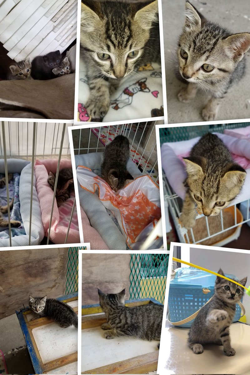 こんにちは👋😃今日も暑いです…😅水分補給忘れずに無理しないでファイト🚩😃🚩明日からまた仕事がんばります＼(^-^)／こたろうの弟妹たちです（笑）可愛かったですね…😅こたろうが一番優しい顔をしています(笑)みんな里親さんのところで元気にしてると思いますm(__)m