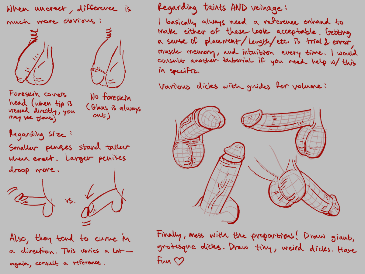 PER POPULAR DEMAND: Guide for drawing genitals AKA stuff I keep in mind... Penises first (1/2)