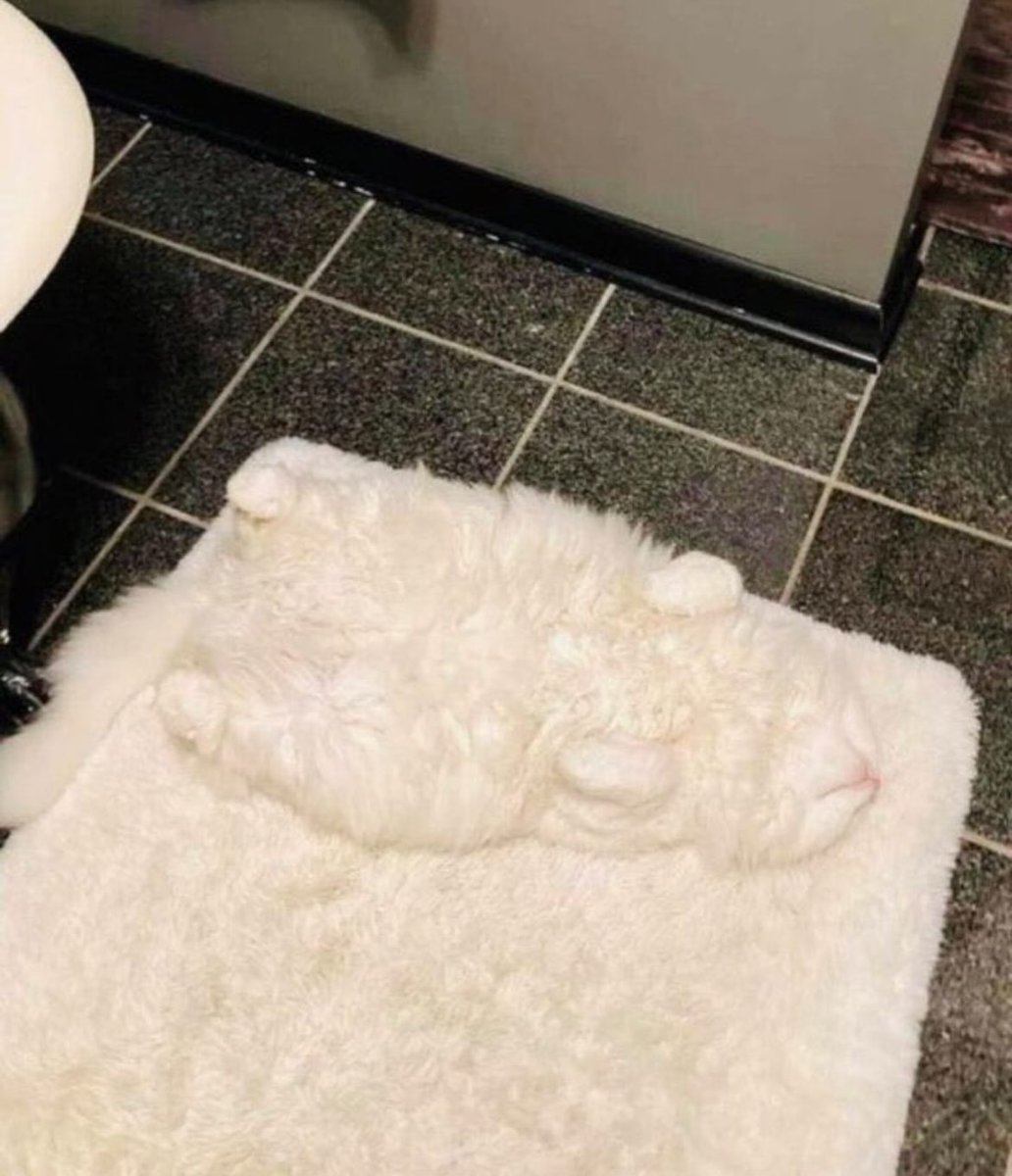 세시간동안 고양이 못 찾은 이유