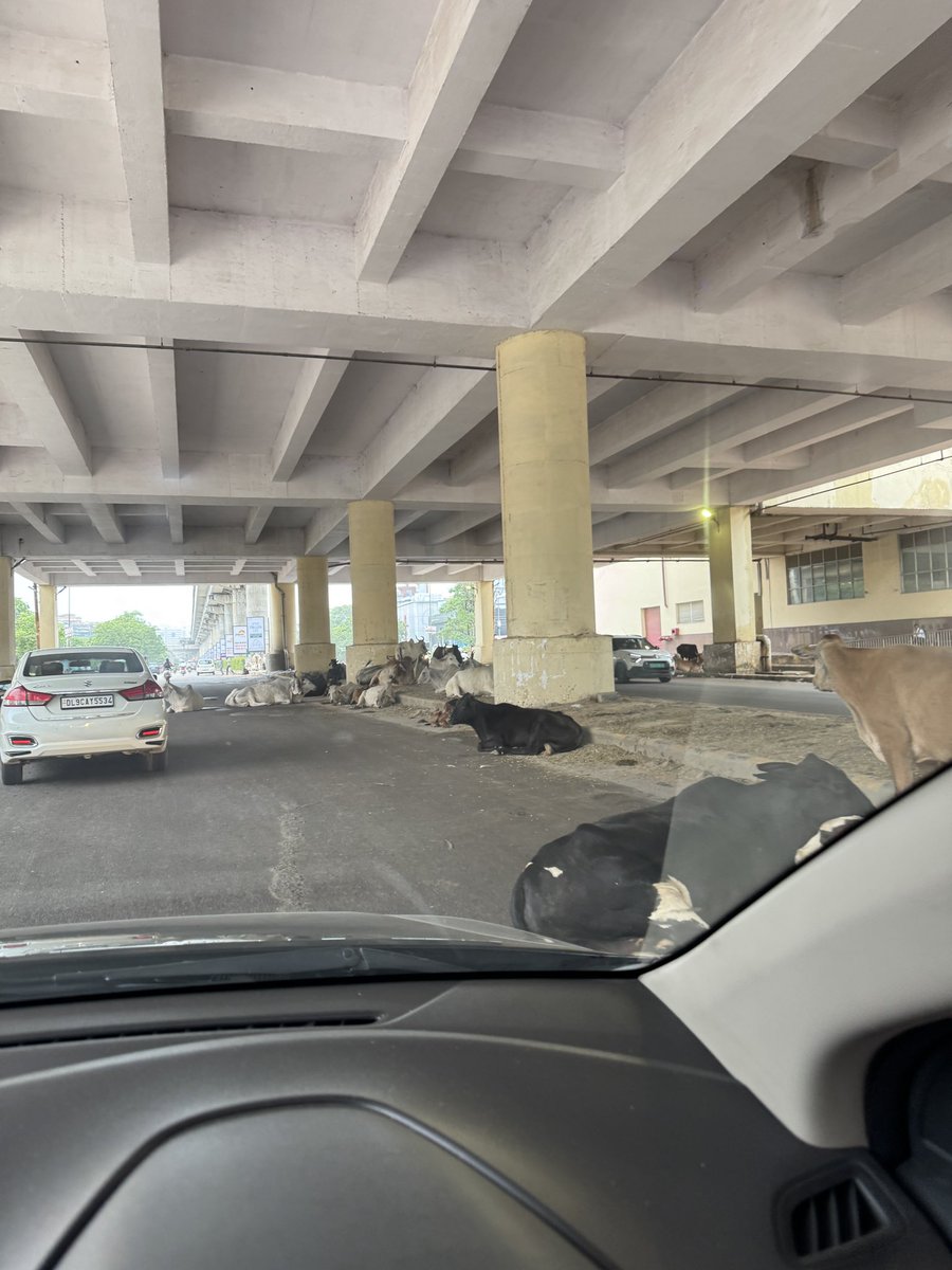 shreygandhi's tweet photo. Only in Gurgaon - prime real estate, luxury cars, and… cows with a better seat than you on Golf Course Road. 

#Gurgaon #Gurugram 
@gurgaon_live @DEEPAKKAHUJA @TheSanjivKapoor https://t.co/EIWolWyDvQ