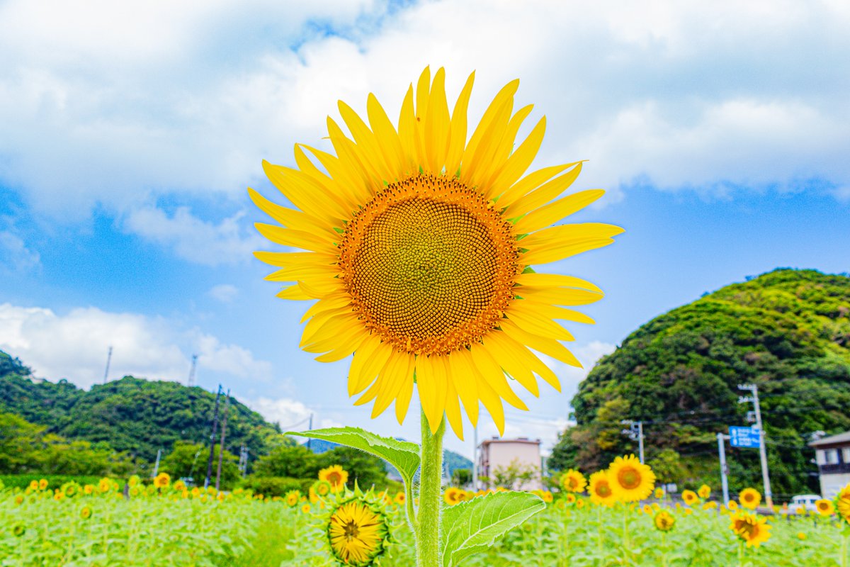 filter:images 南伊豆 AND (ひまわり OR ヒマワリ OR 向日葵