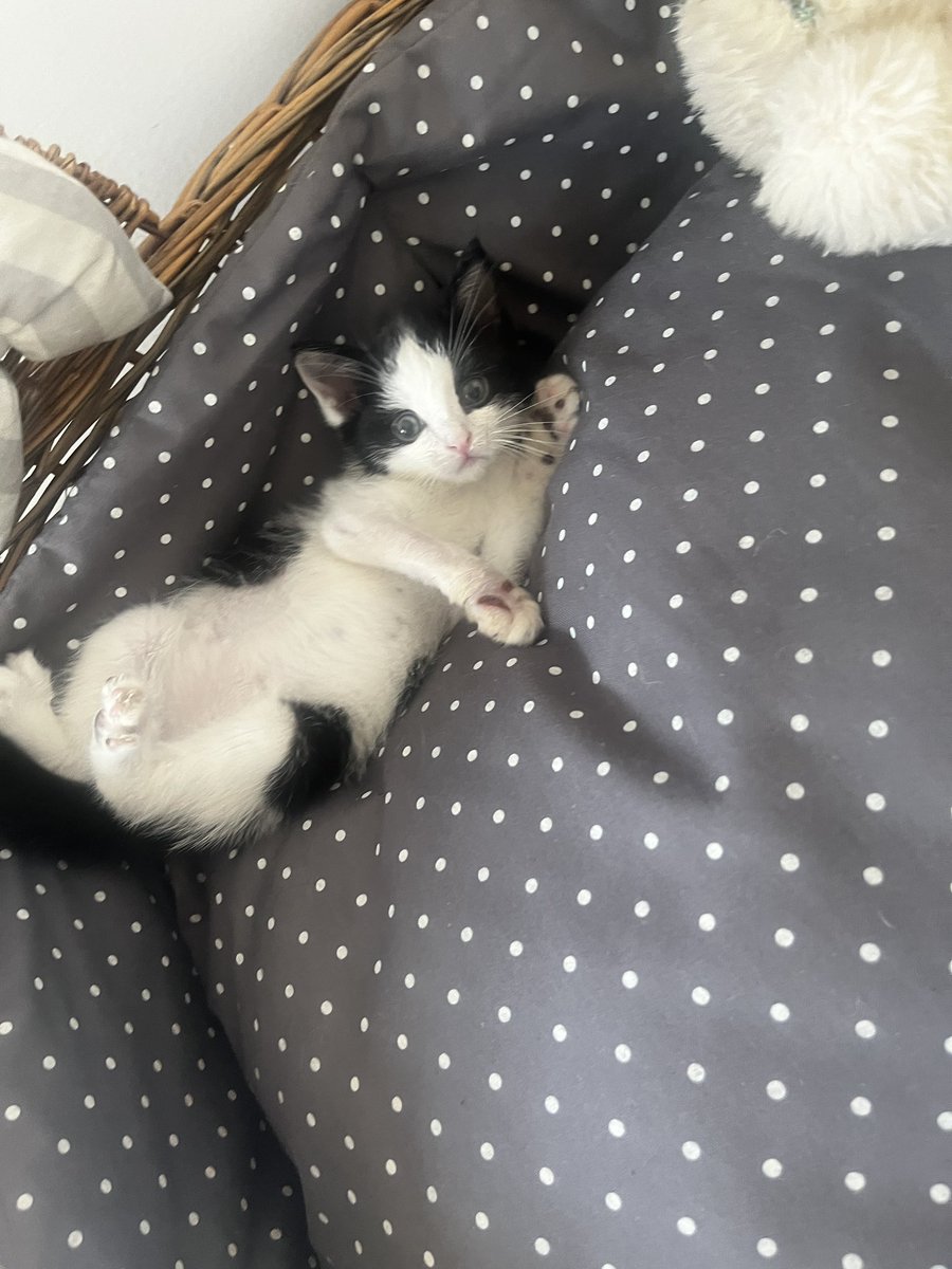 چای قلیون این بچه رو زودتر بیارین
#واگذاری
#تهران
#گربه من نازنازیه