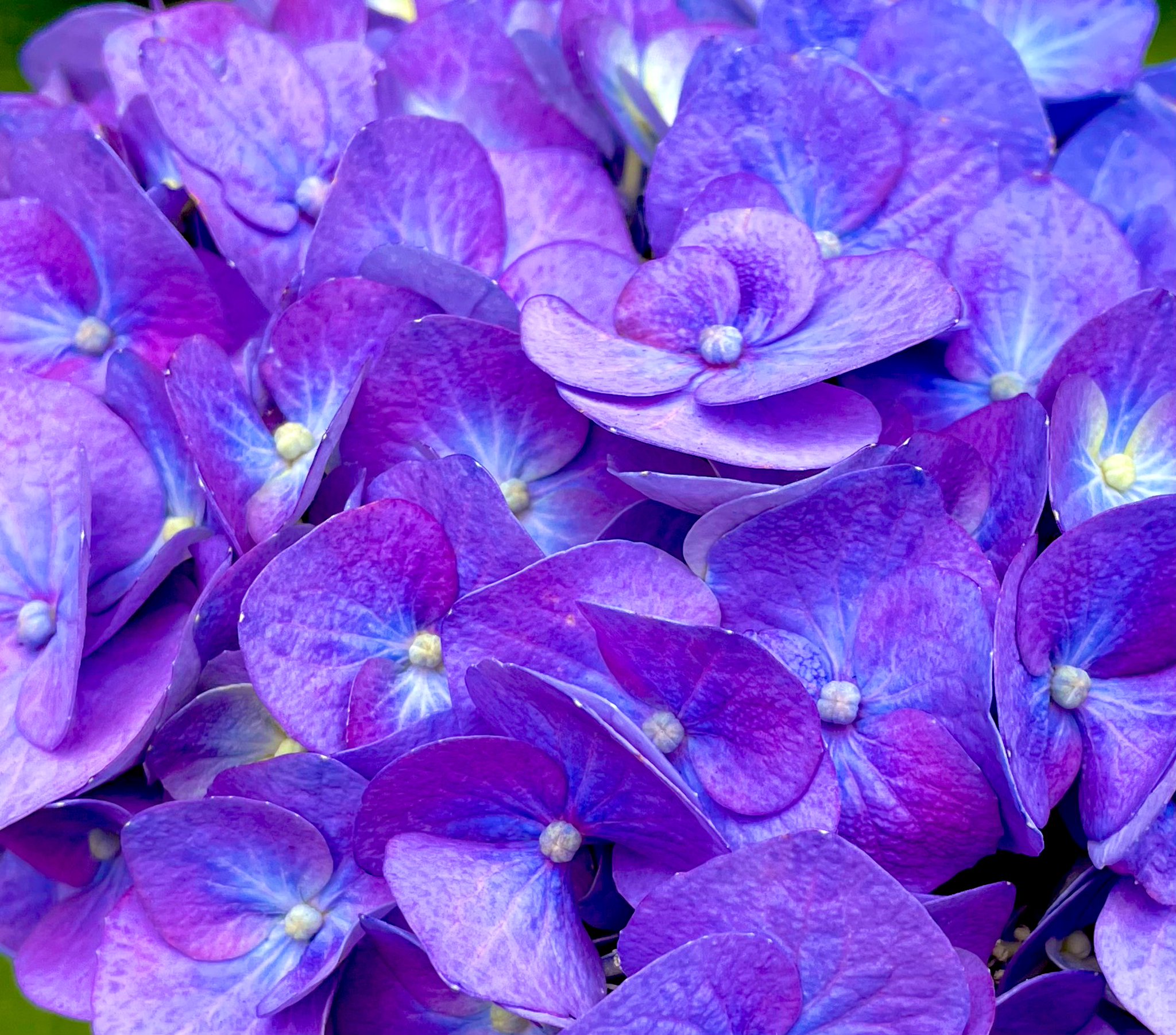 ❤️ はら❤️紫陽花と木の実のレイ✴︎フラダンス✴︎タヒチアン Amazon.co.jp: 限定 豪華紫陽花 木の実のレイ フラダンス