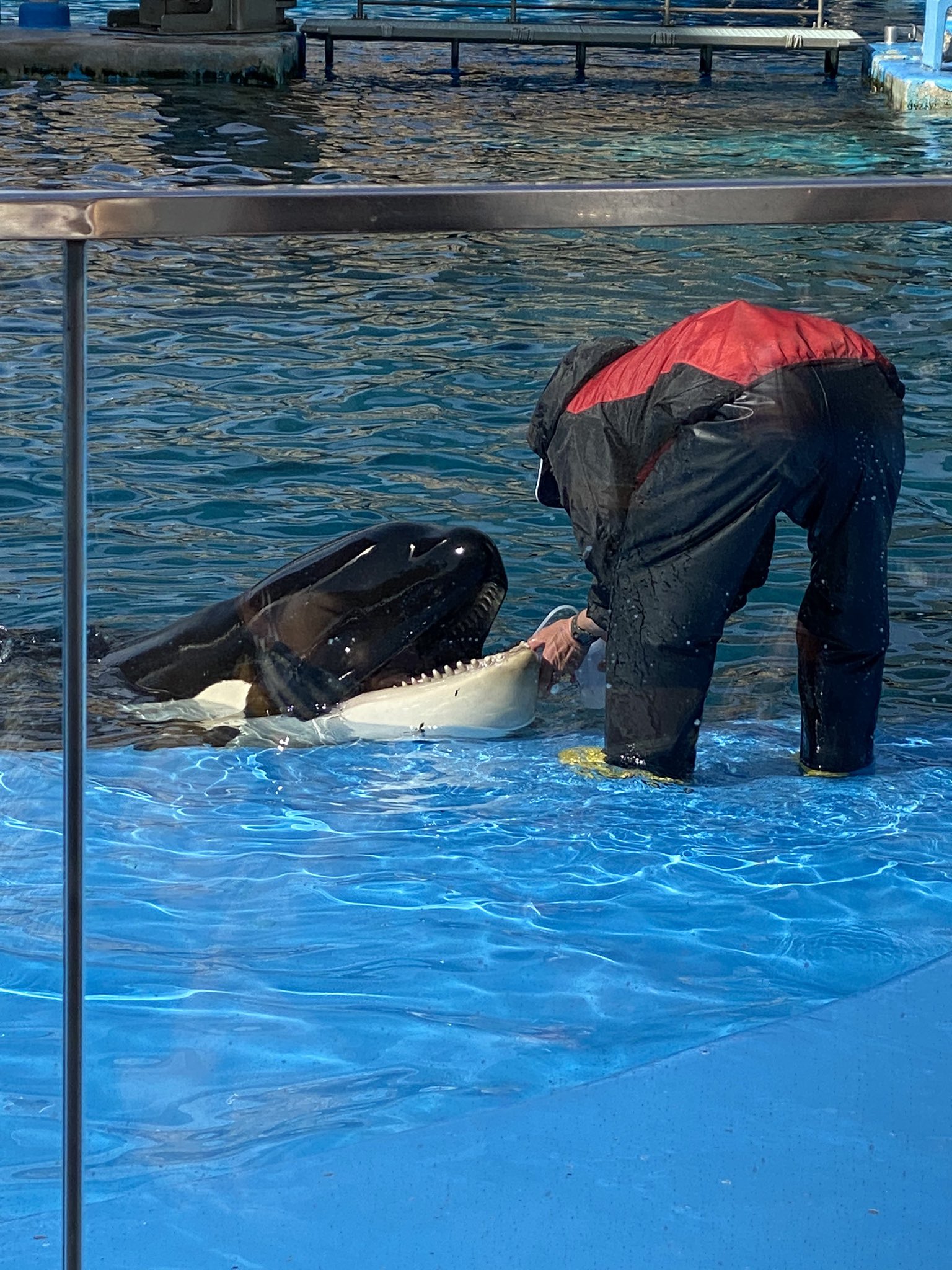 シャチがいる 名古屋港水族館のシャチは現在何匹で名前と歴代メンバー家系図と