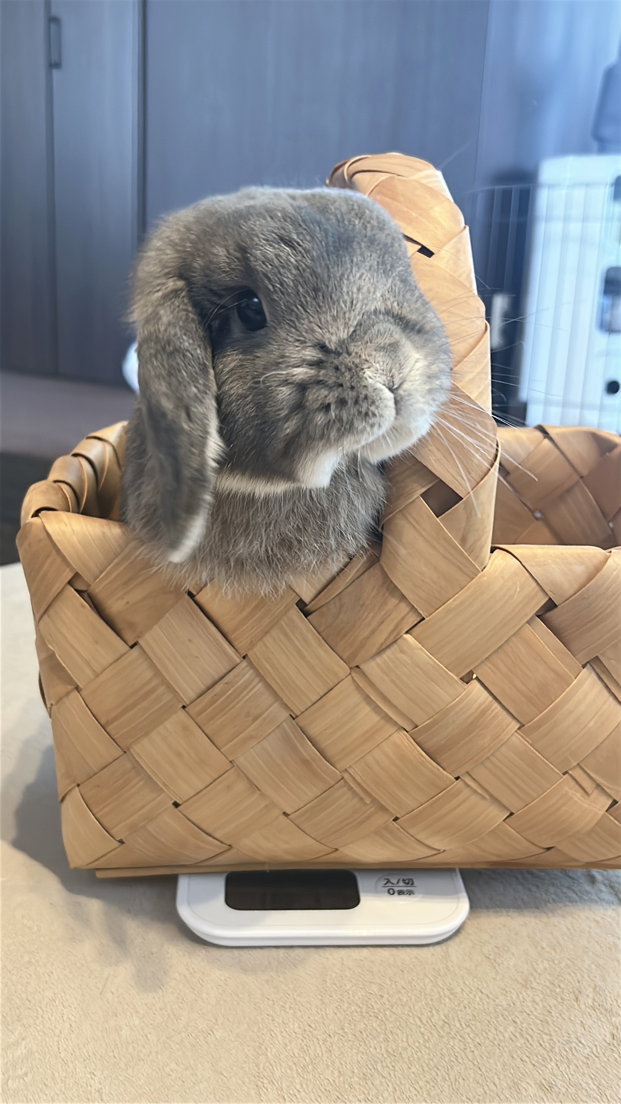 うさこ様♥専用ページ♥ こまうさ on X: 