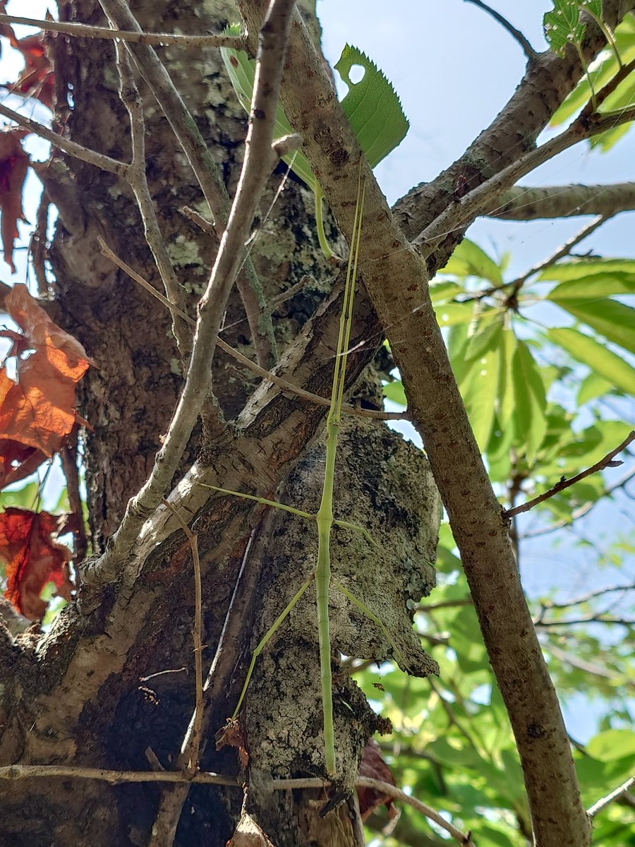 manta_0's tweet photo. 近所の山で虫探し
ヤマトタマムシ、エダナナフシを発見!
タマムシは人が与えたエサを食べてくれない。。飼育が難しいので見るだけにしときます😀 https://t.co/dKbRkfFKlt