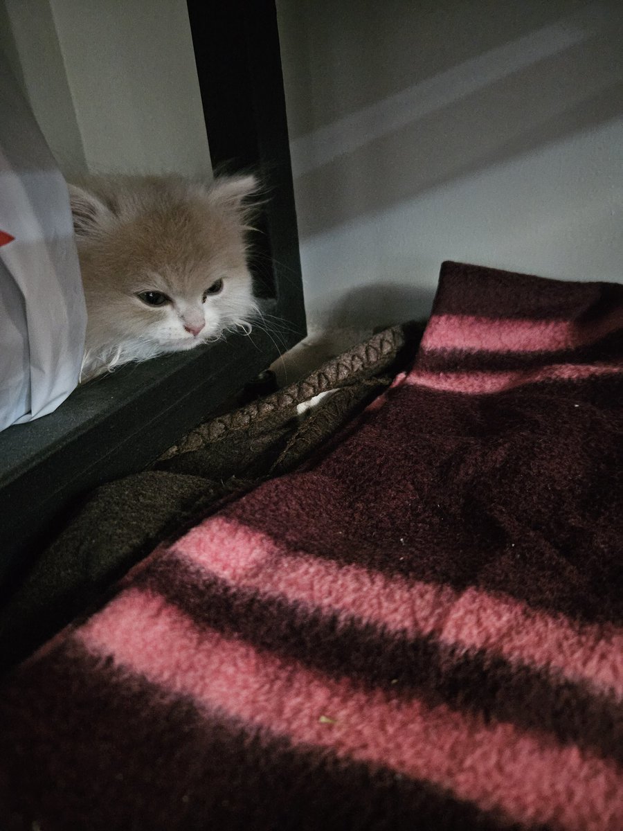 saintmorrigan's tweet image. Минибро недоволен приездом из Челябы в Уфу