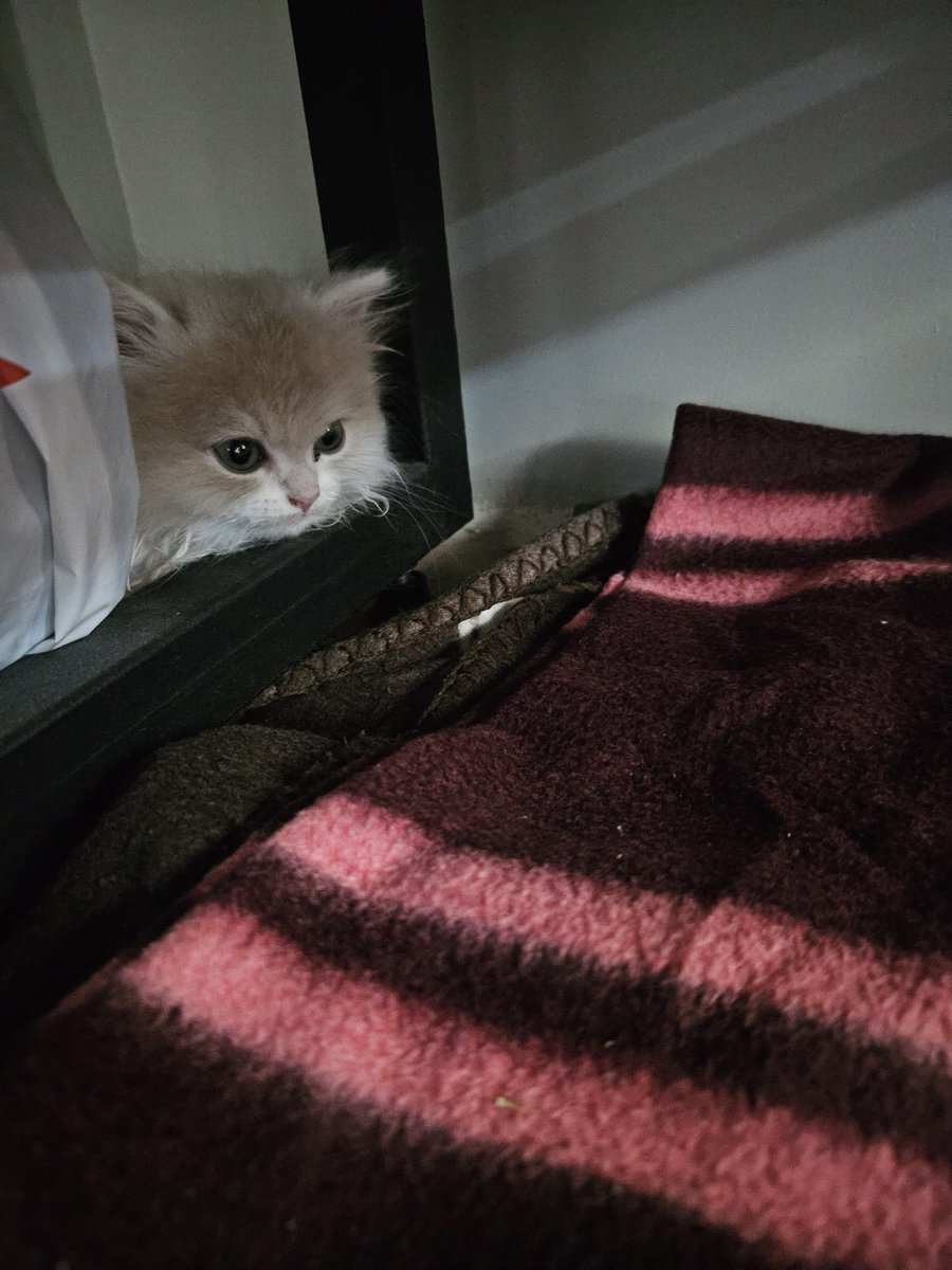 saintmorrigan's tweet image. Минибро недоволен приездом из Челябы в Уфу