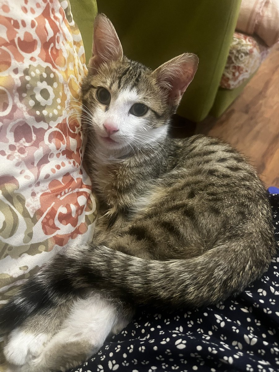 سه تا خر گوربای ناز نازی دارم برای واگذاری ۱/۵ ماهه -۲/۵ ماهه _۵ ماهه
در طرح و رنگ و اخلاق متفاوت و برای هر سلیقه ای😌