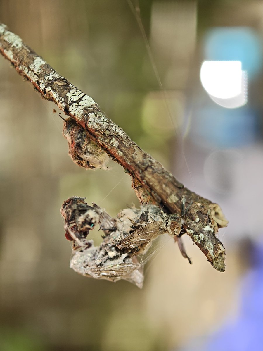 ハエが大量に死んでいました。異様なのはハエの死体の上にハエが乗って死んでいることです。3つ4つと重なっていることもあります。ハエの死体の上にハエが止まることってないと思うのですが。不思議です