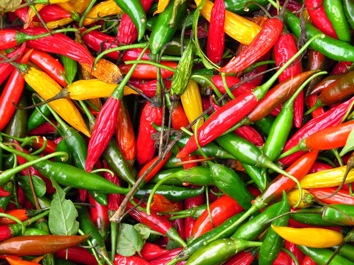 The Times Of India (@timesofindia) on Twitter photo #TimesEvoke | Where did your #chillipepper come from? And how does #archaeobotany help us navigate #climatechange? Prof Katherine Chiou @Uof Alabama tells <a href="/srijanapiya17/">Dr Srijana Mitra Das</a> in #TimesEvoke.
Read here 🔗toi.in/GONBTY89
#chillipeppers #ecological #capitalism #colonialism #TimesEvoke | Where did your #chillipepper come from? And how does #archaeobotany help us navigate #climatechange? Prof Katherine Chiou @Uof Alabama tells <a href="/srijanapiya17/">Dr Srijana Mitra Das</a> in #TimesEvoke.
Read here 🔗toi.in/GONBTY89
#chillipeppers #ecological #capitalism #colonialism