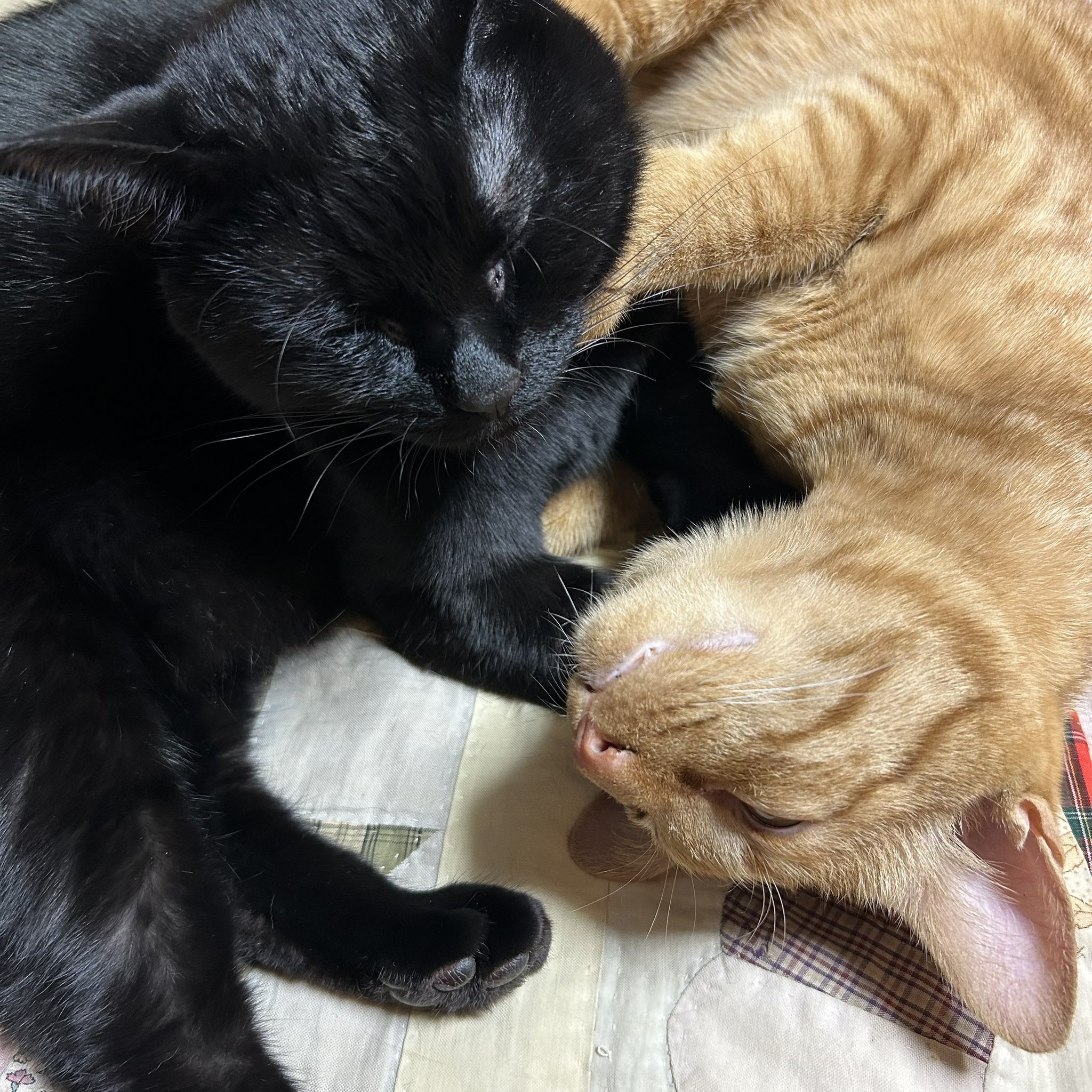 リアドロ　猫のお昼寝起こしちゃだめよ 2207406_LL.jpg