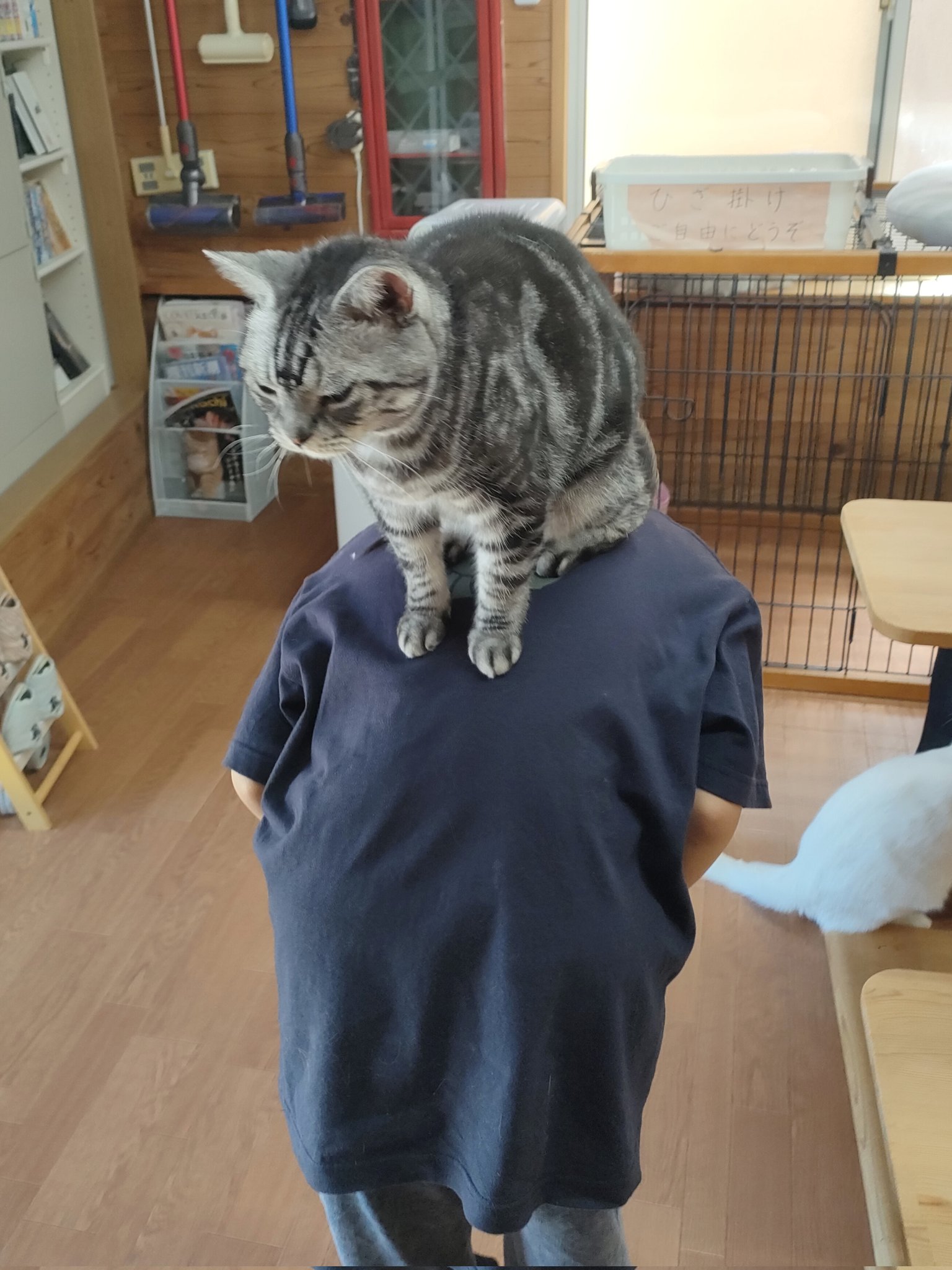 猫カフェちぐら on X: 