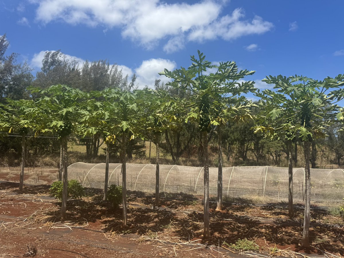 Alejandro Olmedo-Velarde tweet media