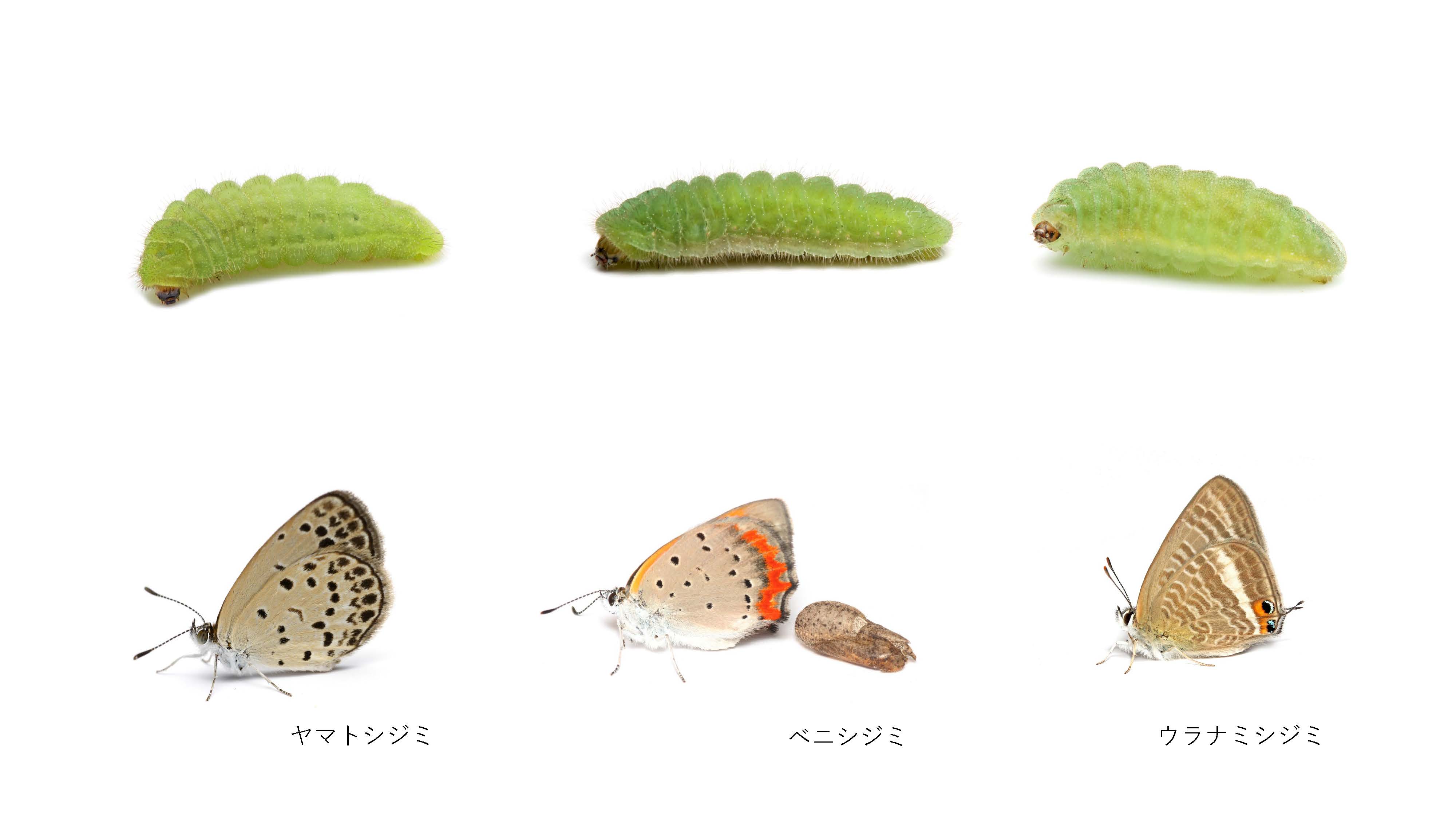 イモムシ王国 Amazon | HEXBUG ヘックスバグ イモムシ (※1個・お色はおまかせ