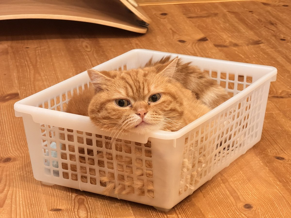 はみ毛が何とも可愛い